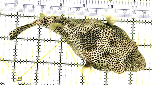 Black Spotted Pufferfish Large (Species Unknown) BSPL100702 WYSIWYG Size: XL 5.75" approx