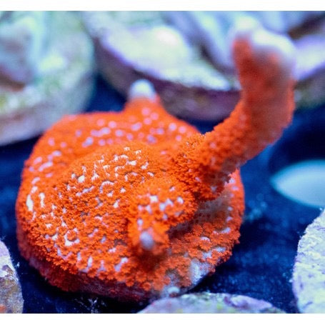 Bubblegum Ddgi Monipora (Aquacultured) Size: S 0.5" to 0.75"