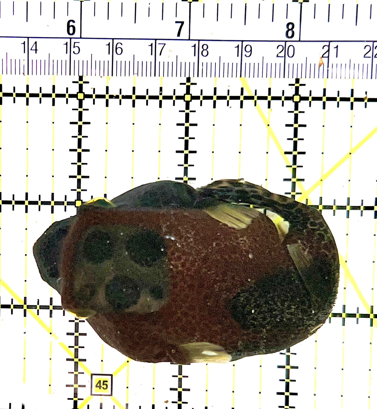 Whitespotted Boxfish Female WBF100701 WYSIWYG Size: L 3" approx