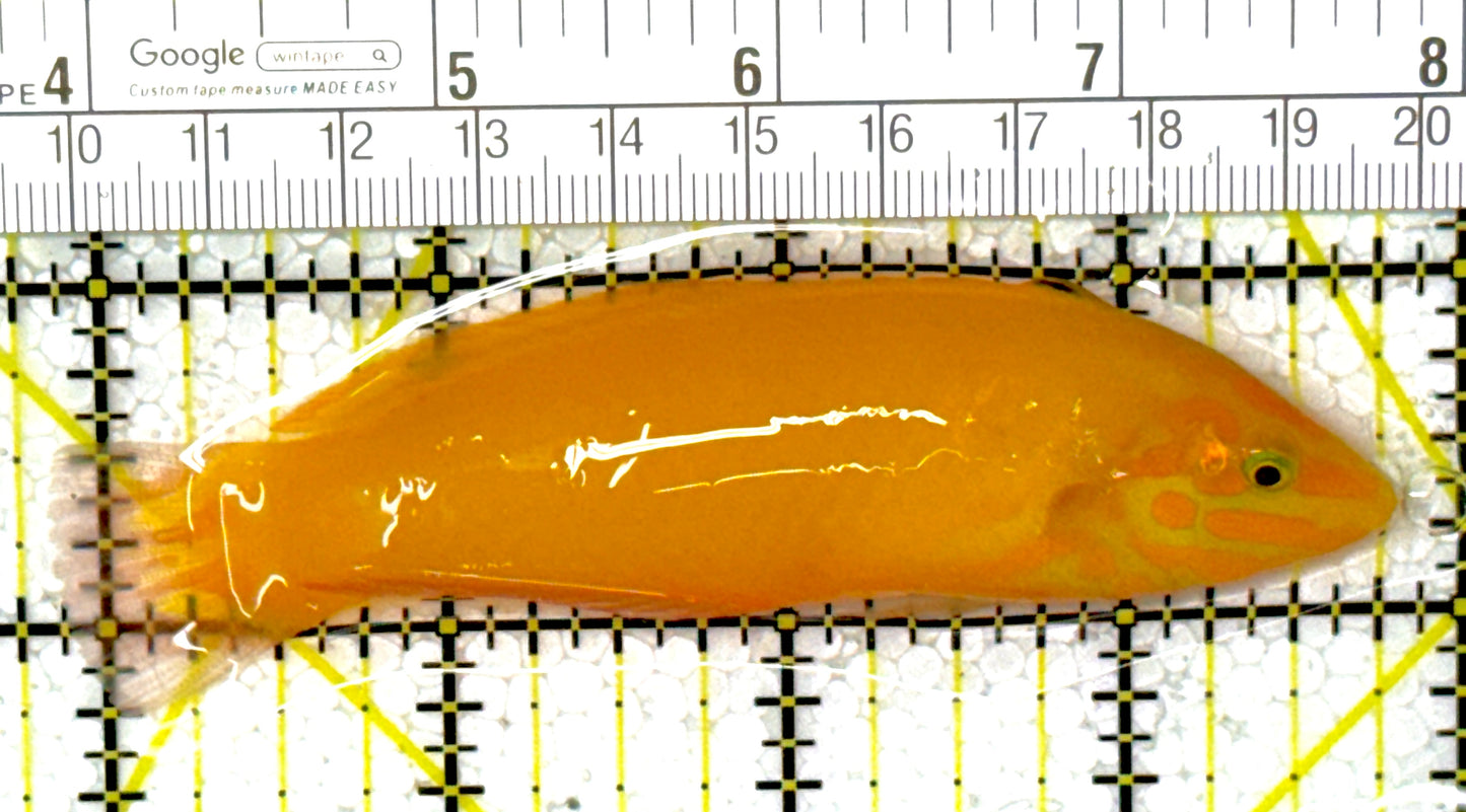 Yellow Coris Wrasse YCW111903 WYSIWYG Size: M 4"