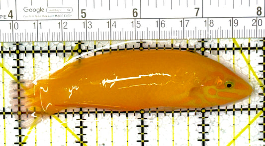 Yellow Coris Wrasse YCW111903 WYSIWYG Size: M 4"