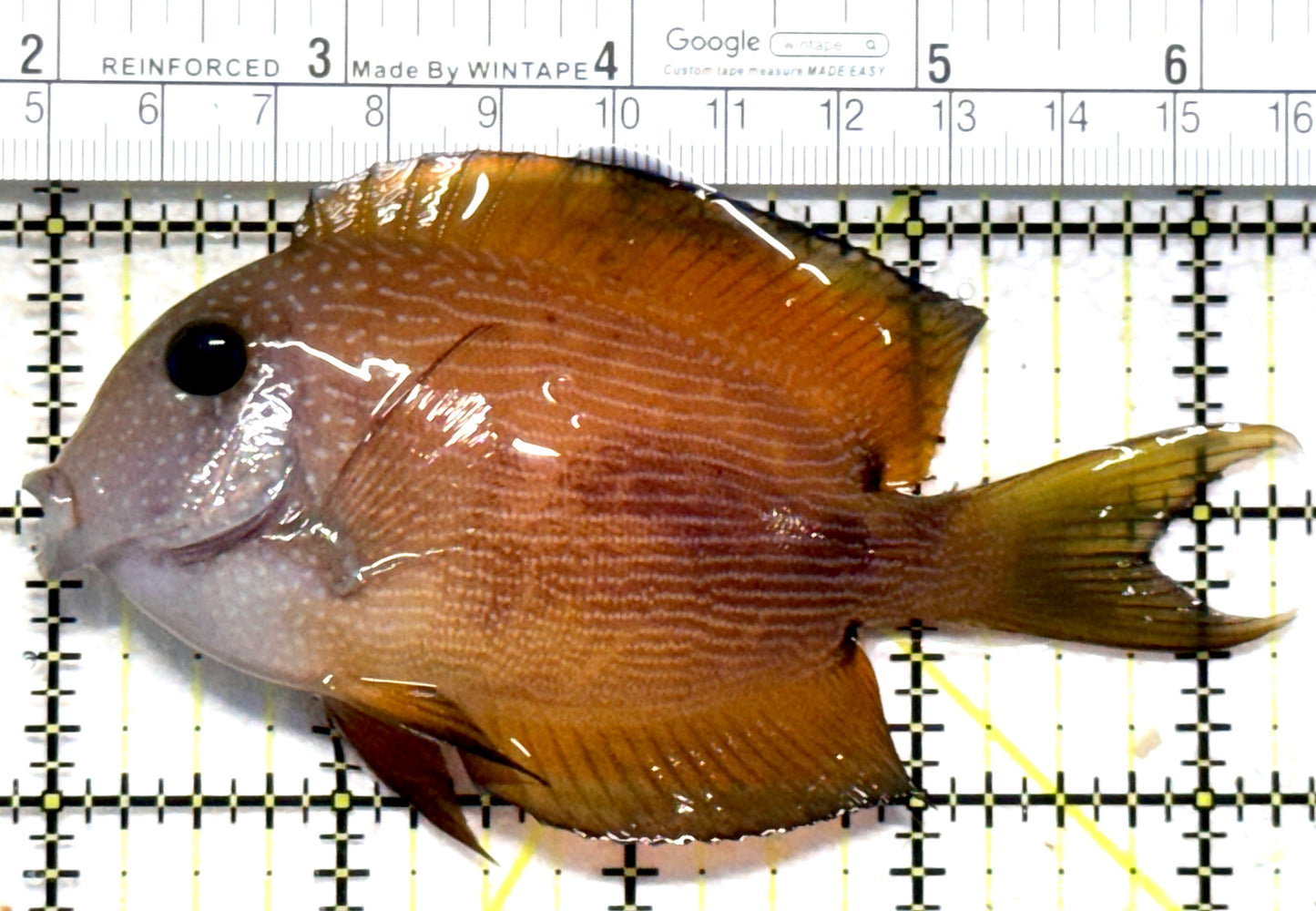 Blue Eye Kole Tang BEKT102301 WYSIWYG Size: XL 4.25" approx