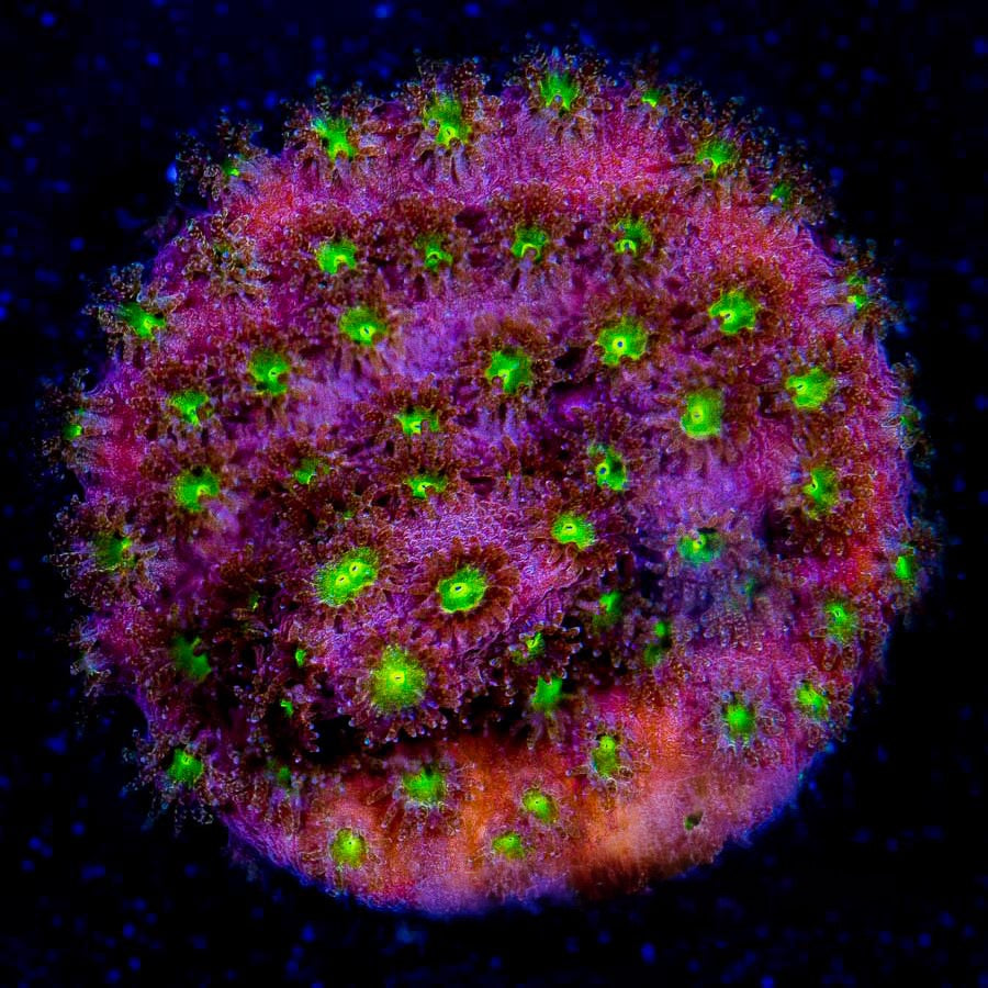 Bling Bling Cyphastrea  (Aquacultured) Size: M 0.75” to 1” approx Frag