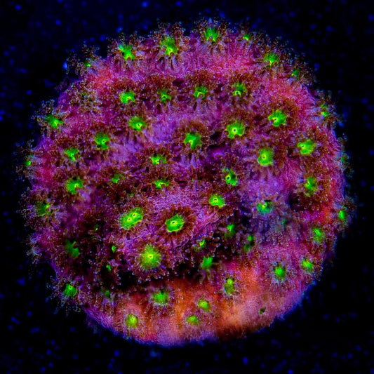 Bling Bling Cyphastrea  (Aquacultured) Size: M 0.75” to 1” approx Frag