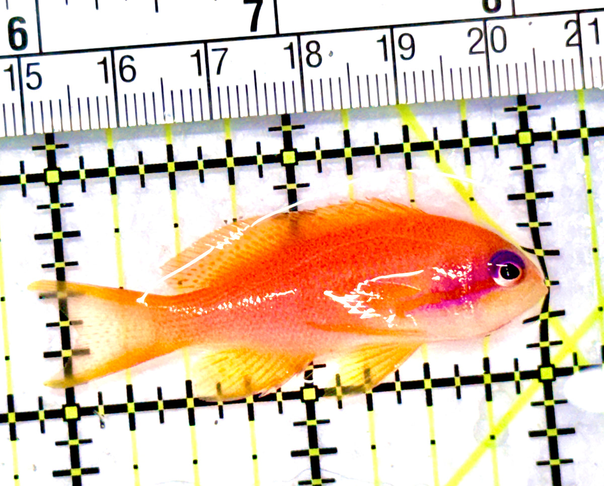 Female Lyretail Anthias (Maldives) FLA101702 WYSIWYG Size: L 2" approx
