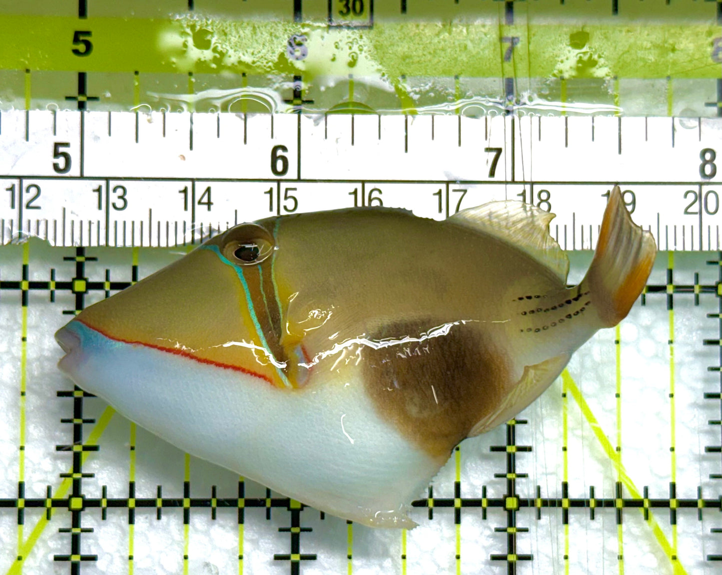 Bursa Triggerfish BT041101 WYSIWYG Size: ML 3" approx