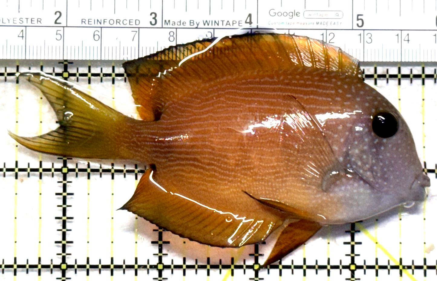 Blue Eye Kole Tang BEKT102301 WYSIWYG Size: XL 4.25" approx