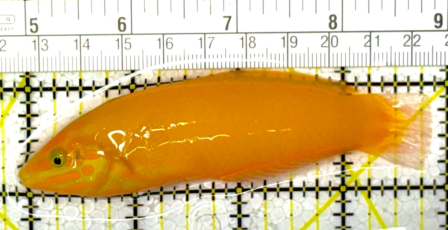 Yellow Coris Wrasse YCW111903 WYSIWYG Size: M 4"