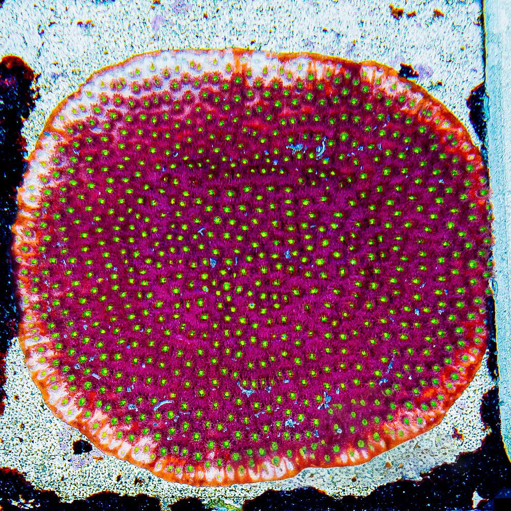Bling Bling Cyphastrea  (Aquacultured) Size: M 0.75” to 1” approx Frag