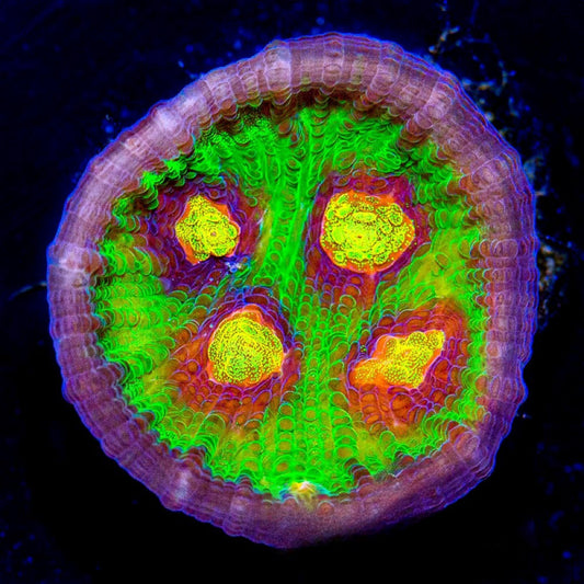 Aquaculture Jason Fox Raja Rampage Chalice Size: M 0.75” to 1” Frag