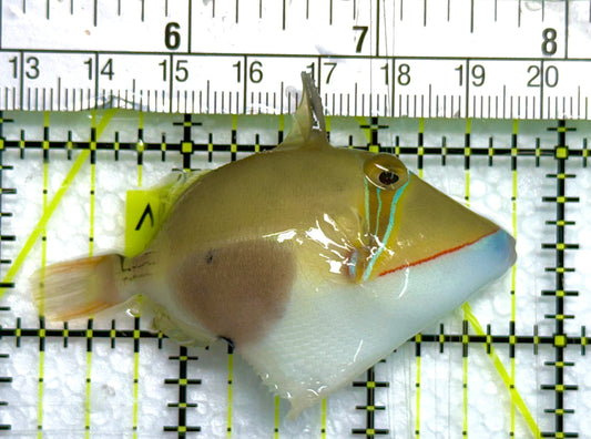 Bursa Triggerfish BT041102 WYSIWYG Size: ML 3" approx