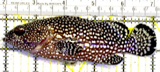 White Spotted Grouper WSG022201 WYSIWYG Size: XL 5.25"approx