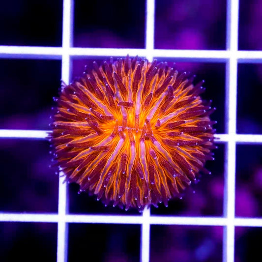 Neon Orange Aussie Super Dome Fungia NOASDF040501 WYSIWYG