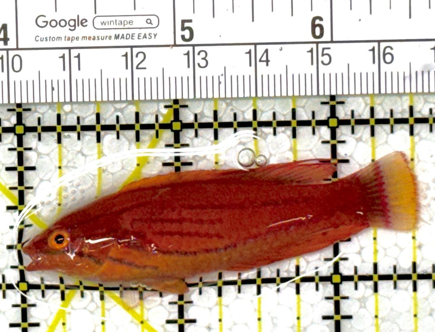 Carpenter's Flasher Wrasse CFW111901 WYSIWYG Size: L 2.5"