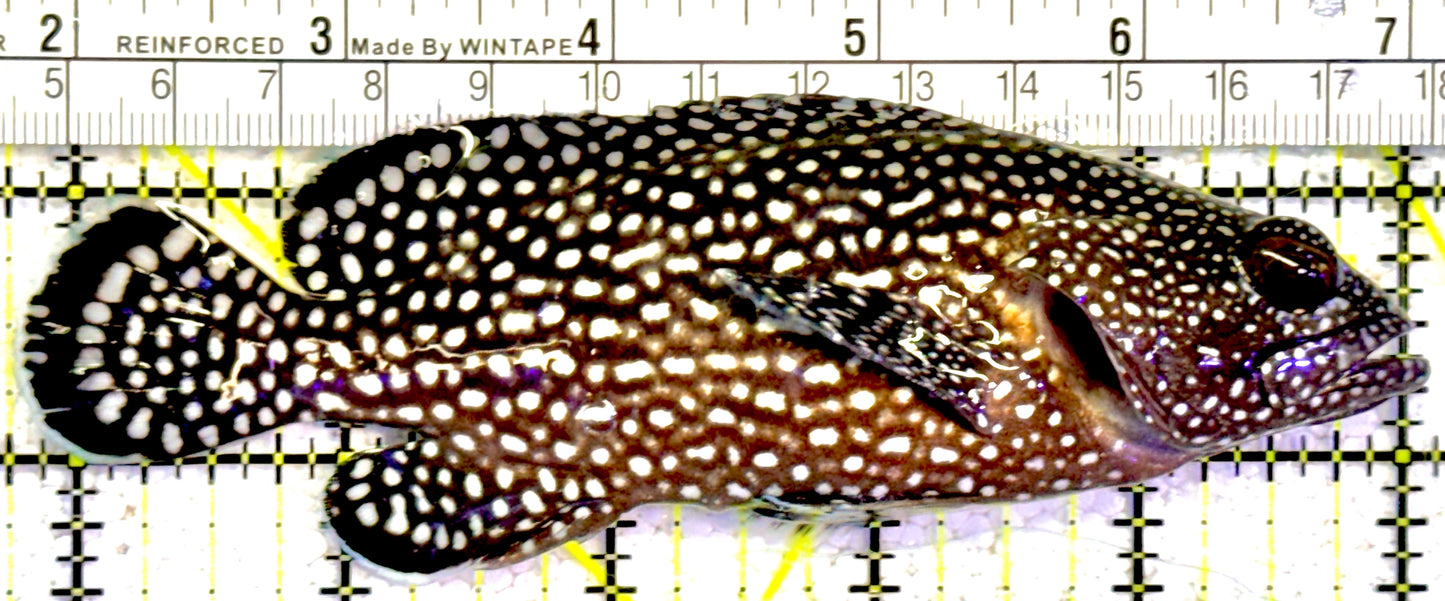 White Spotted Grouper WSG022201 WYSIWYG Size: XL 5.25"approx