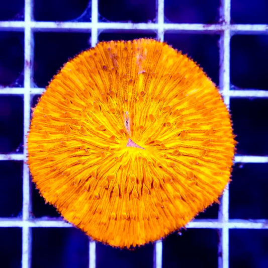 Neon Orange Aussie Fungia NOAF040501 WYSIWYG