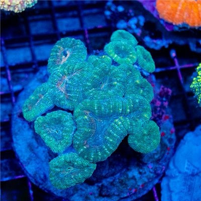 Aussie Neon Lobophyllia Mother Colony ANLMC101301 WYSIWYG