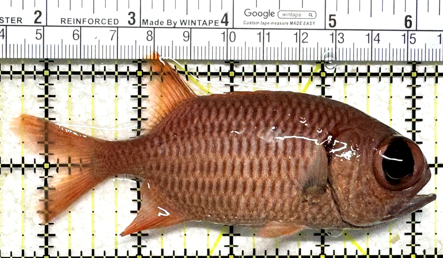 Red Soldier Fish RSF102301 WYSIWYG Size: L 4.5" approx