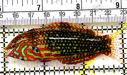 Ornate Leopard Wrasse OLW100601 WYSIWYG Size: XL 3.25" approx