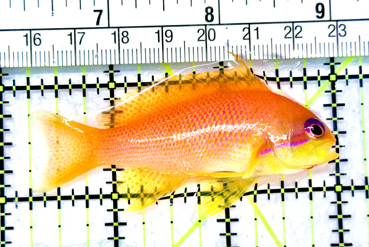 Female Lyretail Anthias (Maldives) FLA101703 WYSIWYG Size: SHOW XXL 2.75" approx
