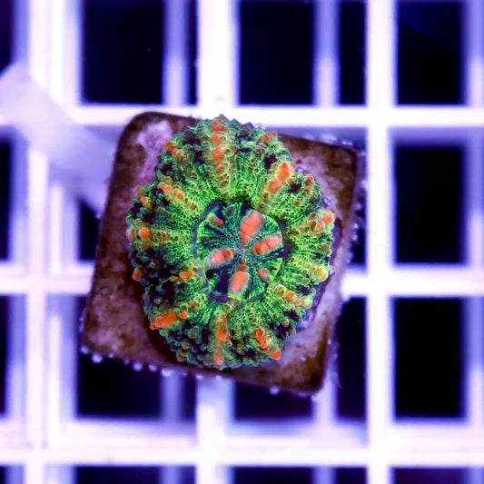 West Aussie Ultra Scolymia WAUS040502 WYSIWYG
