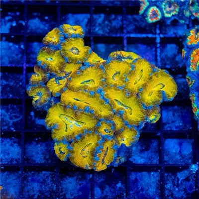 Neon Yellow Acan Lordhowensis Mother Colony NYALMC101301 WYSIWYG
