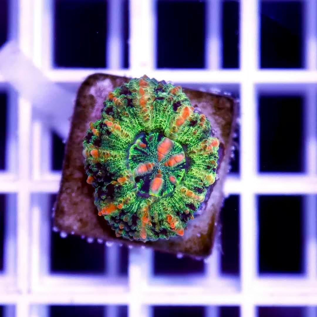 West Aussie Ultra Button Scolymia Size: Medium 0.5" to 0.75" Approx - Violet Aquarium 