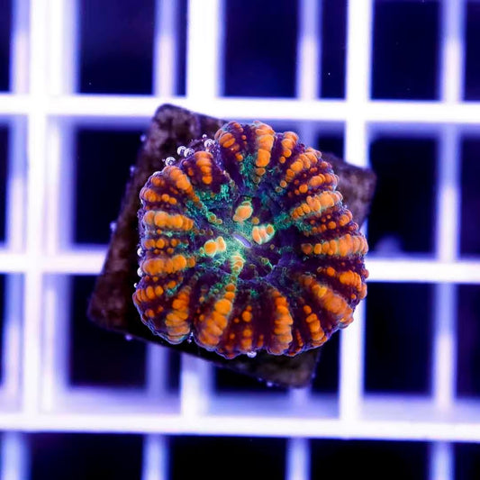 West Aussie Ultra Scolymia WAUS040503 WYSIWYG