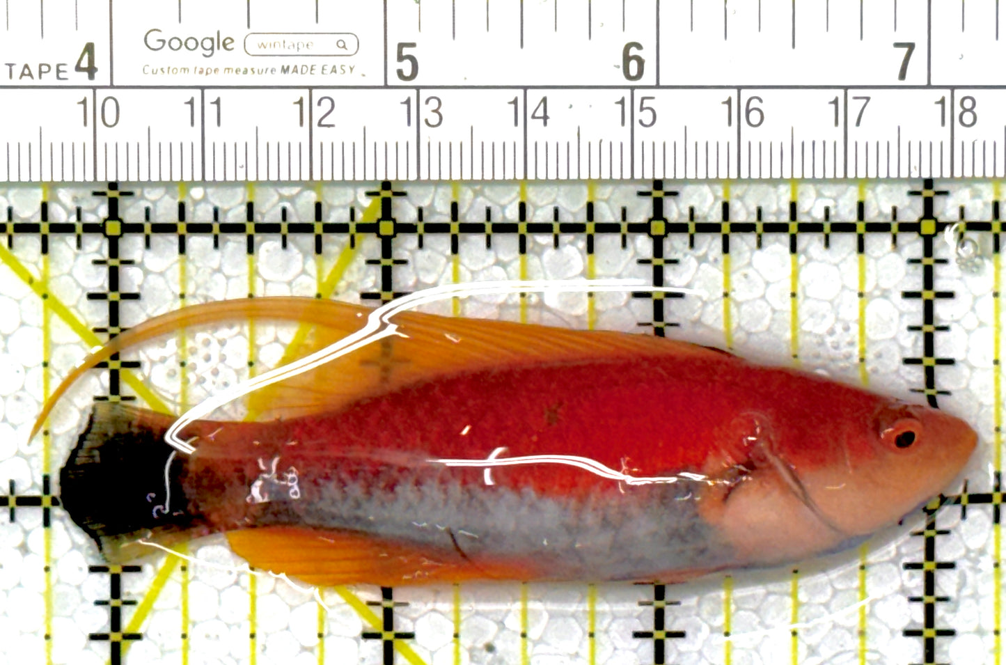 HighFin Fairy Wrasse HFW111903 WYSIWYG Size: SHOW 3.5"