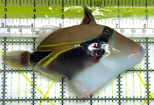 Rectangle Triggerfish RT041104 WYSIWYG Size: XL 6" approx