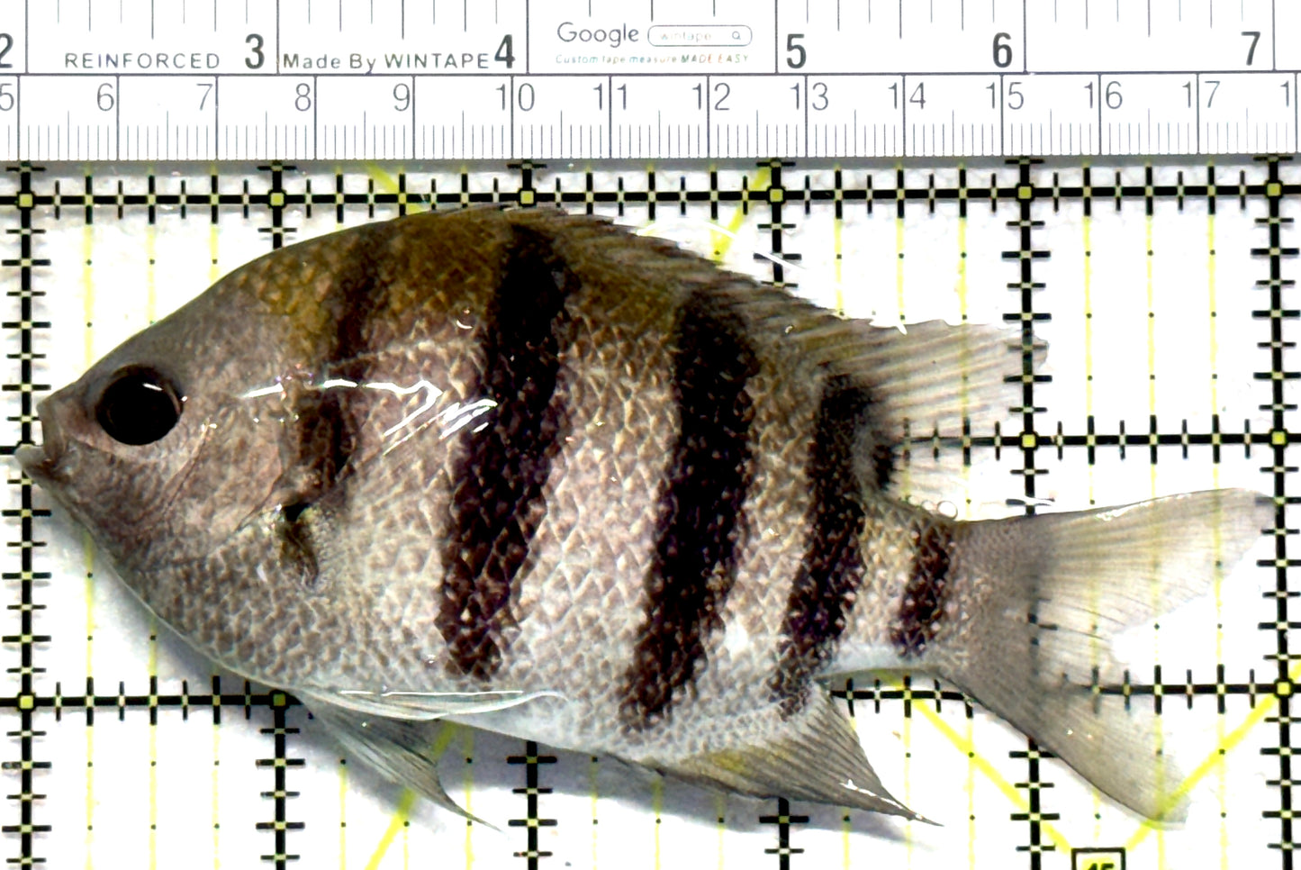 Sergeant Major Damselfish SMD102301 WYSIWYG Size: XL 5" approx