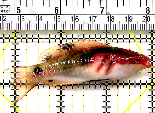 Exquisite Fairy Wrasse (Indo) EFW100602 WYSIWYG Size: L 3.25" approx