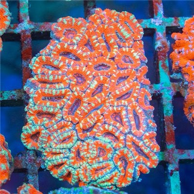 Aussie Ultra Acan Lordhowensis Mother Colony AUALMC101301 WYSIWYG