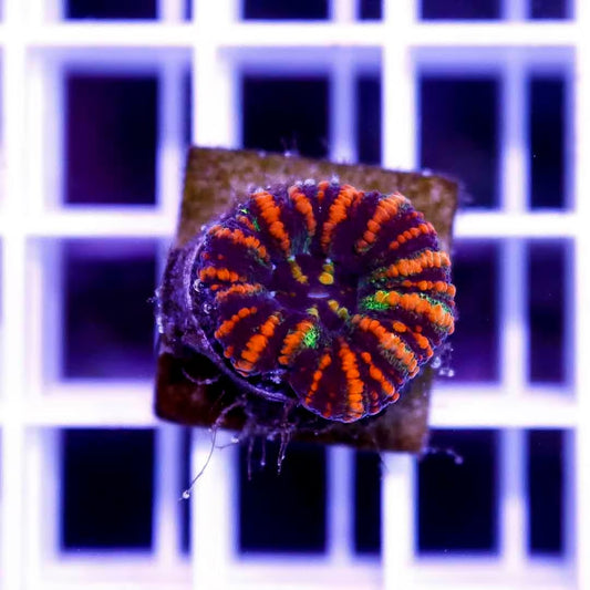 West Aussie Ultra Scolymia WAUS040504 WYSIWYG