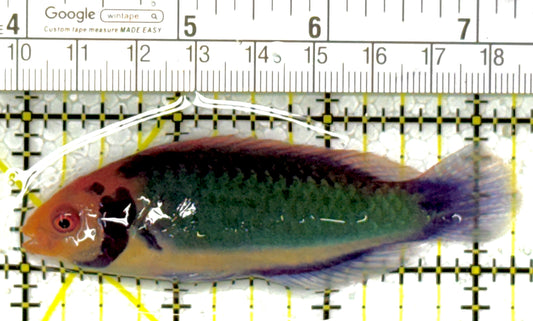 Redhead Solor (Clown Fairy) Wrasse RSW111901 WYSIWYG Size: SHOW 3.25"