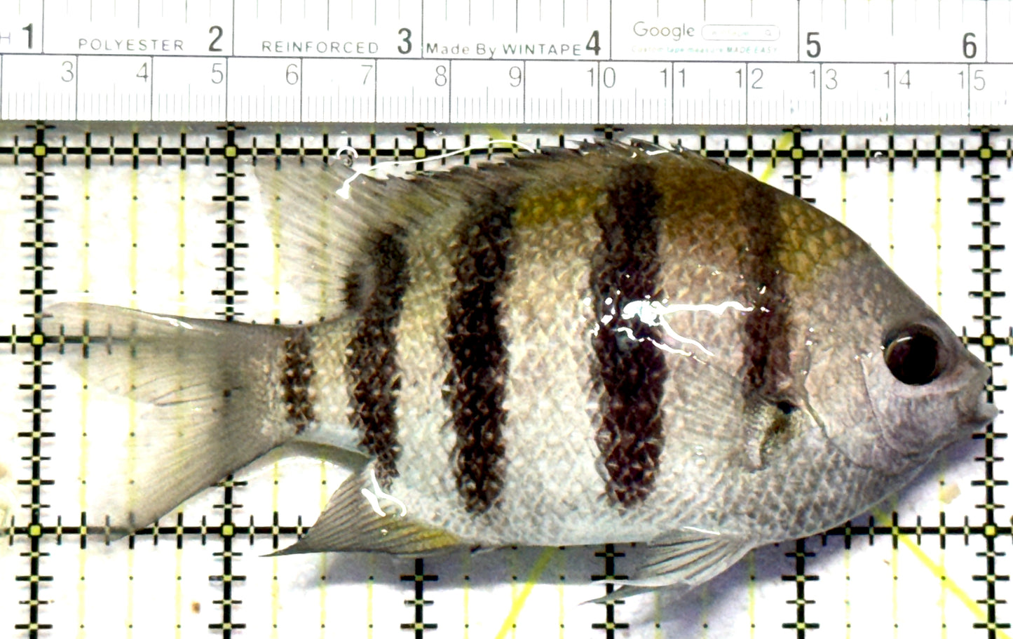 Sergeant Major Damselfish SMD102301 WYSIWYG Size: XL 5" approx