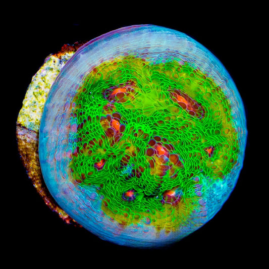 Aquaculture Tidal Gardens Riddler Chalice Size: M 0.75” to 1” Frag