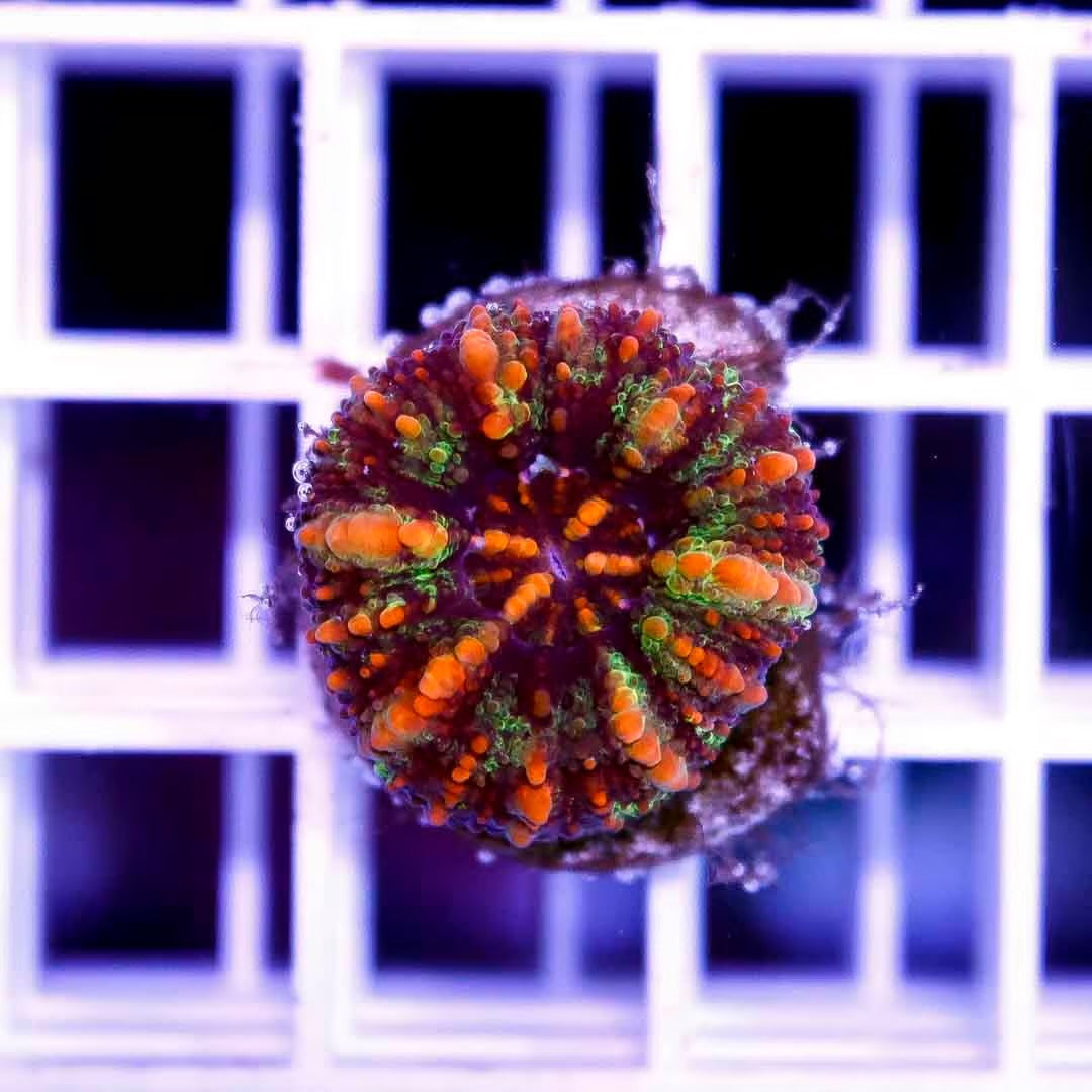 West Aussie Ultra Button Scolymia Size: Medium 0.5" to 0.75" Approx - Violet Aquarium 