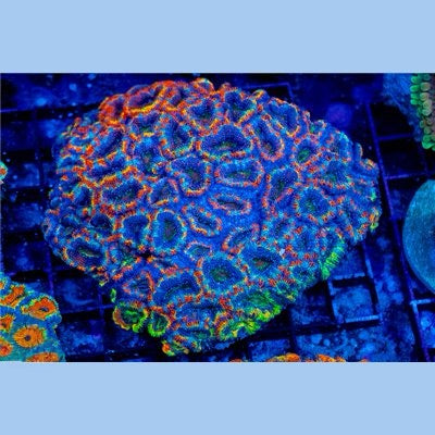 Aussie Ultra Acan Lordhowensis Mother Colony AUALMC101302 WYSIWYG