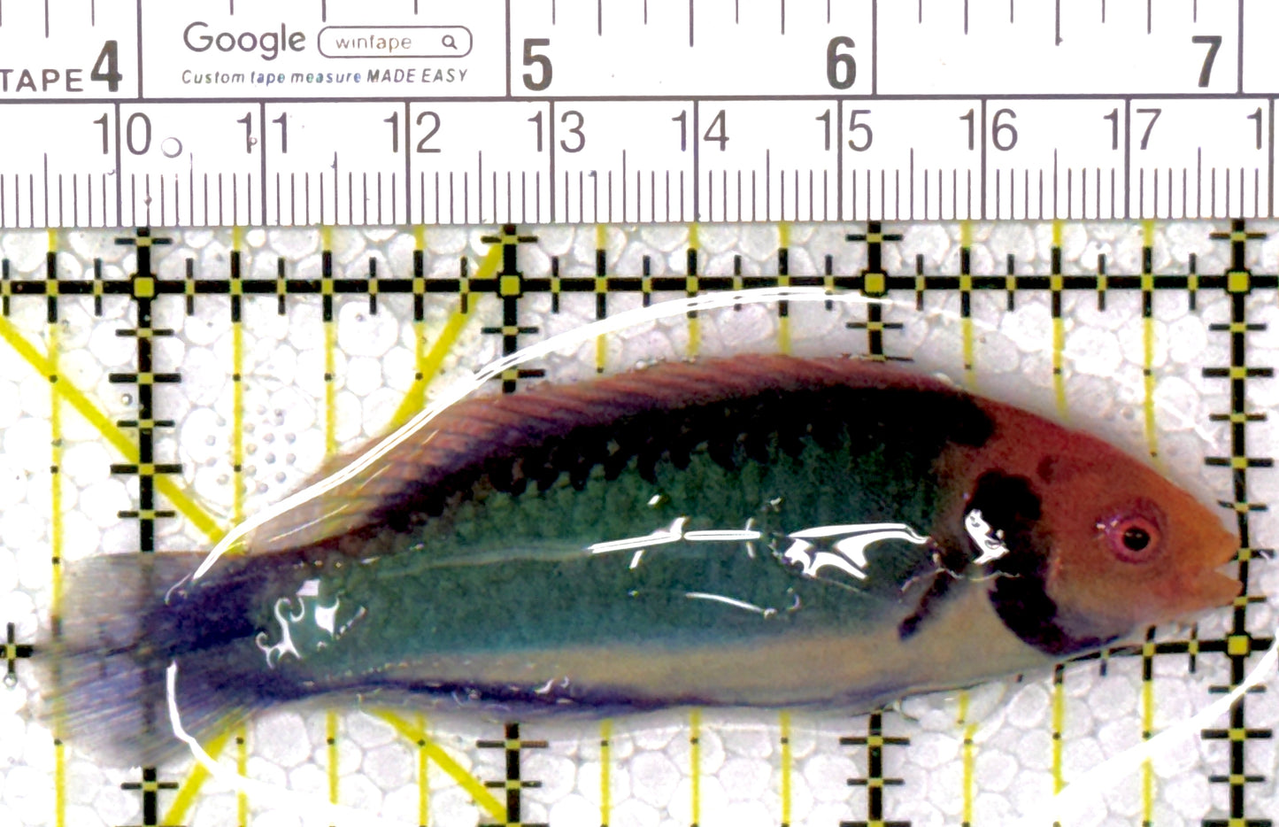 Redhead Solor (Clown Fairy) Wrasse RSW111901 WYSIWYG Size: SHOW 3.25"