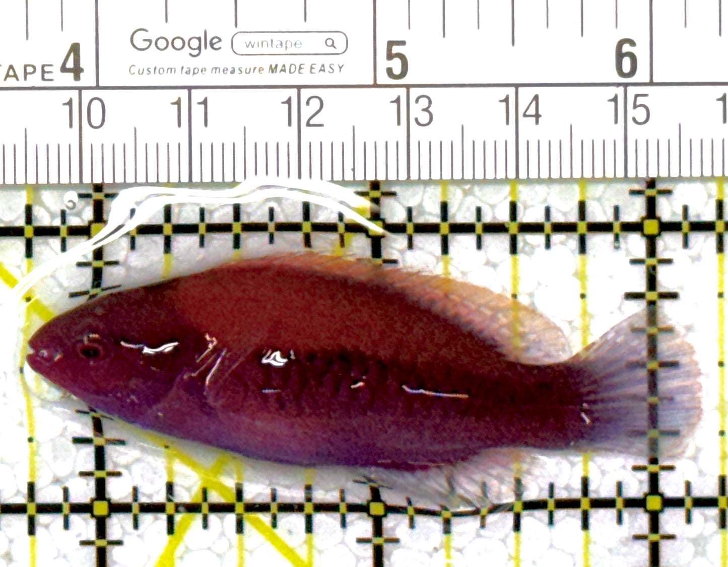 Orange-Back Fairy Wrasse OBFW111901 WYSIWYG Size: SHOW 2.5"