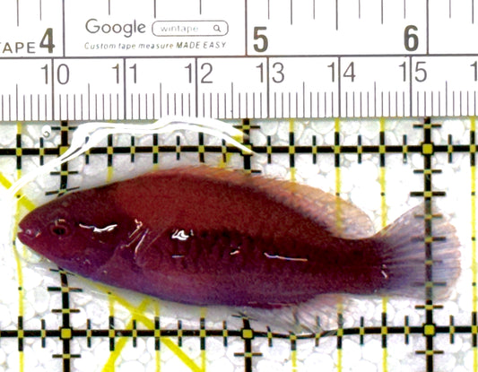 Orange-Back Fairy Wrasse OBFW111901 WYSIWYG Size: SHOW 2.5"