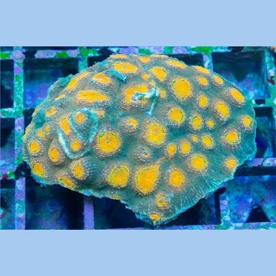 Unique Aussie Acan Roundaflora XL Mother Colony UAARMC101301 WYSIWYG