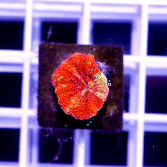 West Aussie Ultra Scolymia WAUS040506 WYSIWYG