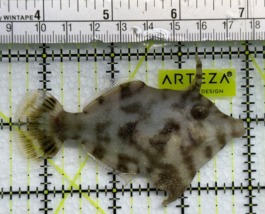 Aiptasia Eating Filefish AEF041101 WYSIWYG Size: L 3.25" approx