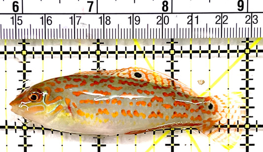 Timor Wrasse TW100601 WYSIWYG Size: XL 3.25" approx