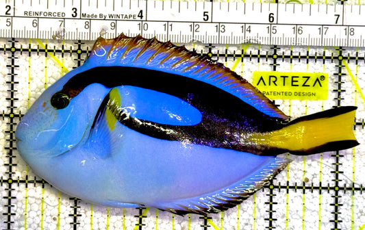Rare Solomon Islands Blue Hippo Tang RSIBHT022201 WYSIWYG Size: XL 5.25" (Bright Light Blue) approx