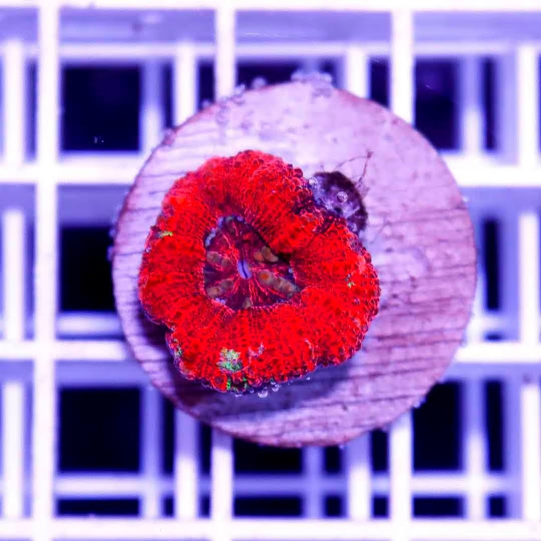 West Aussie Ultra Button Scolymia Size: Medium 0.5" to 0.75" Approx - Violet Aquarium 