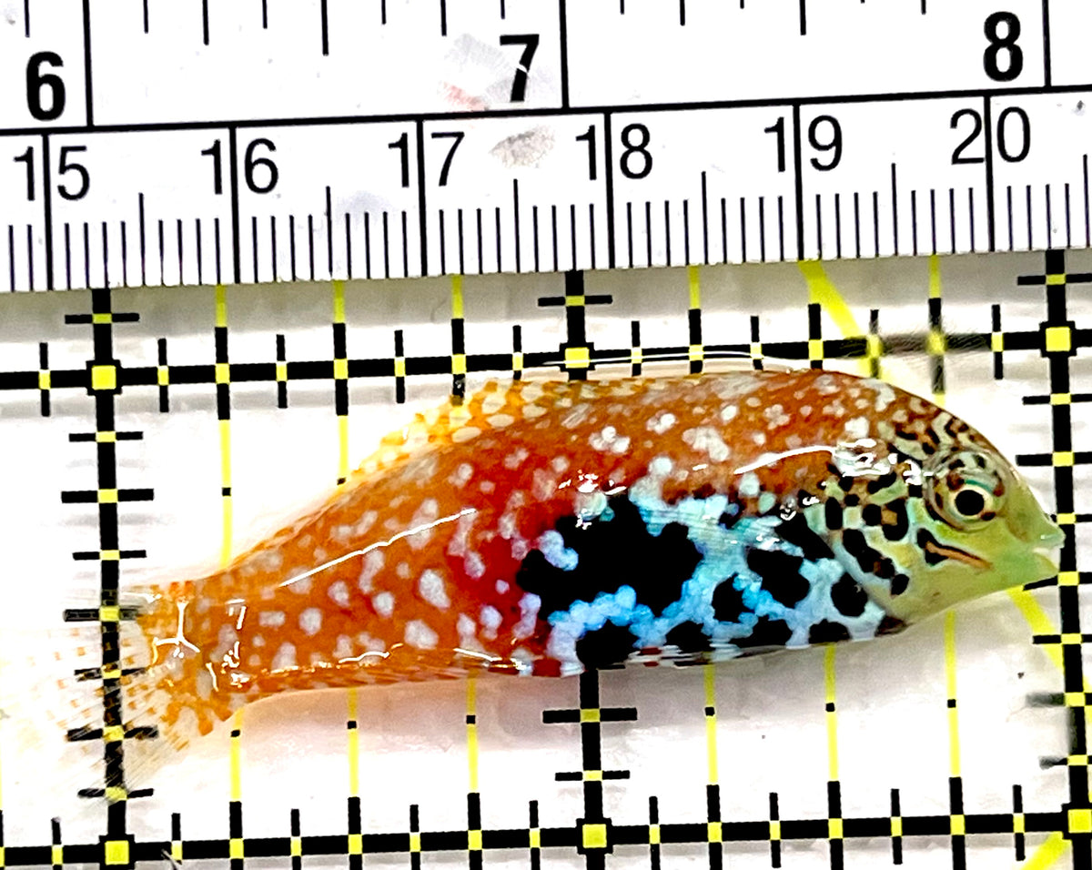 BlueStar Divided Leopard Wrasse Female BDLWF100601 WYSIWYG Size: L 2.25" approx
