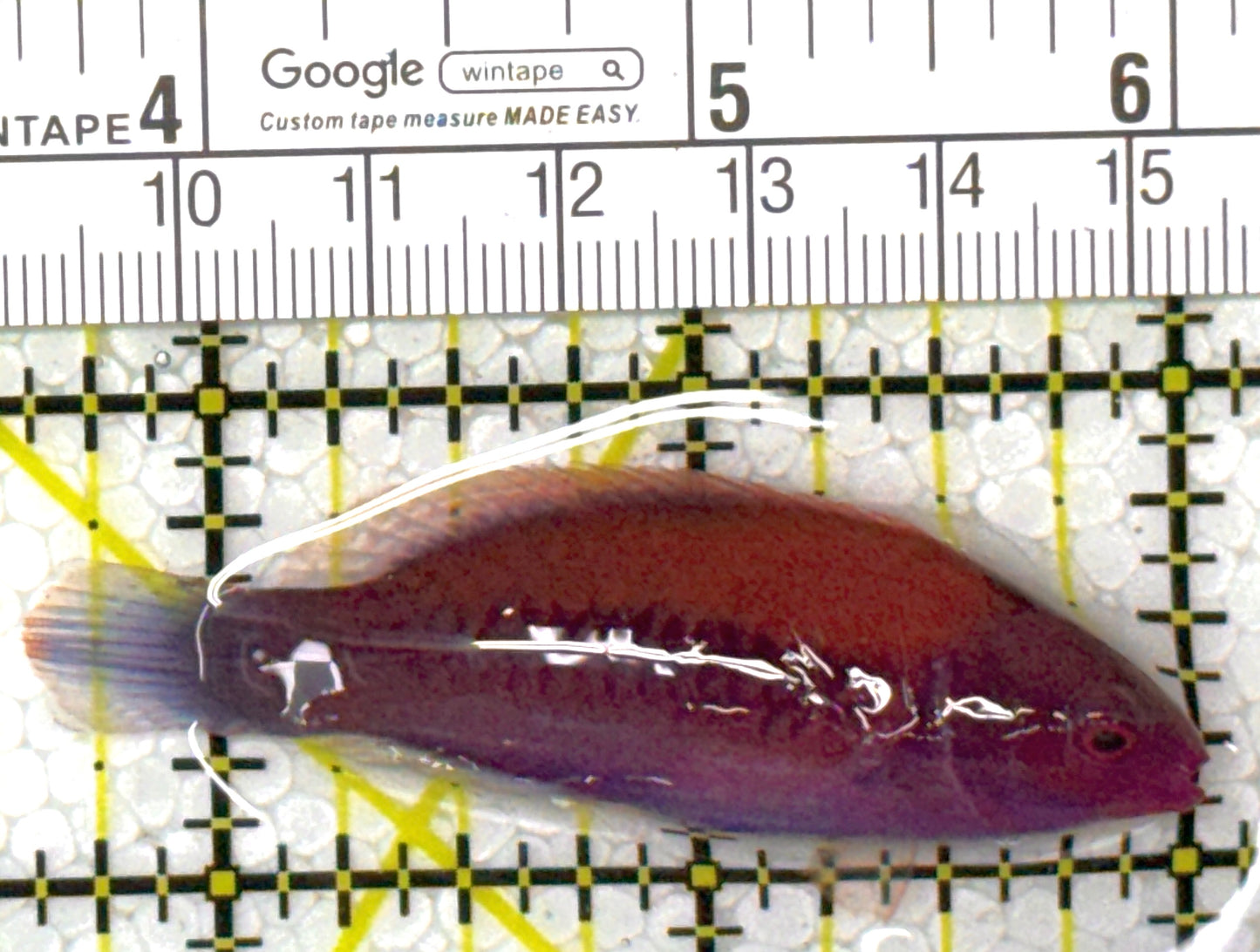 Orange-Back Fairy Wrasse OBFW111901 WYSIWYG Size: SHOW 2.5"